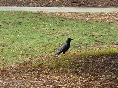 Corvus brachyrhynchos