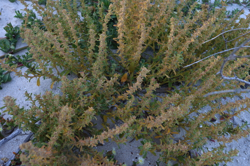 Image of Lawrencia glomerata by (c) Greg Tasney, some rights reserved (CC BY-SA)