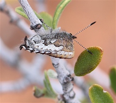 Callophrys fotis