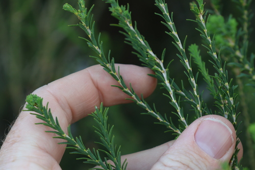 Image of Melaleuca brevifolia by (c) Greg Tasney, some rights reserved (CC BY-SA)