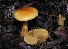 Cortinarius sinapicolor