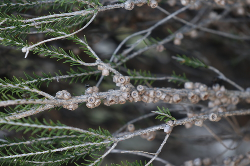 Image of Melaleuca brevifolia by (c) Greg Tasney, some rights reserved (CC BY-SA)