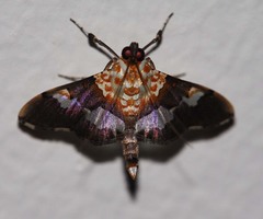 Aetholix flavibasalis