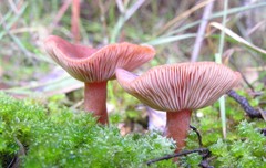 Lactarius eucalypti