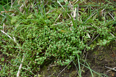 Haloragis micrantha