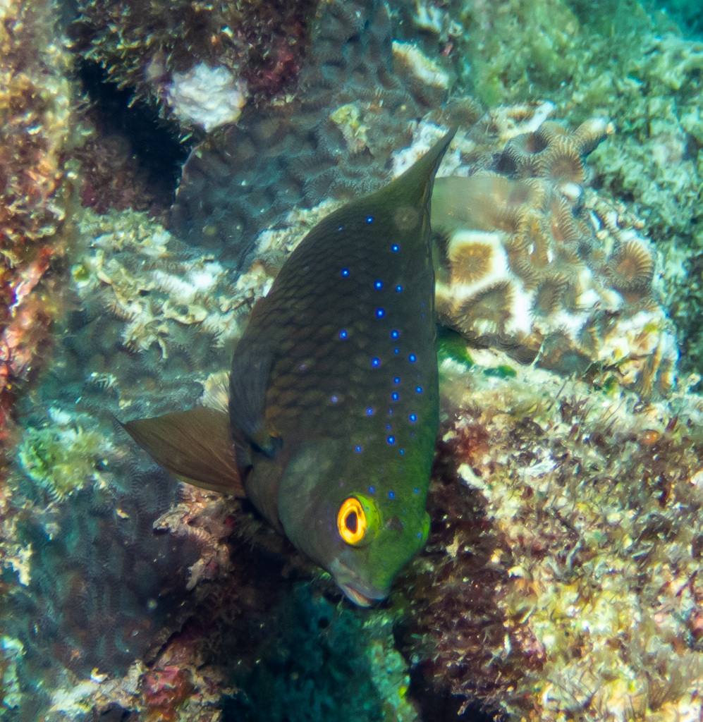 Jewel Damsel