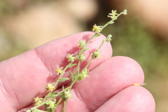 Harpagonella palmeri