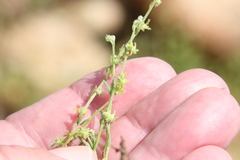 Harpagonella palmeri