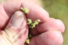 Harpagonella palmeri