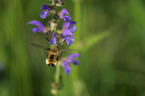 Hemaris tityus