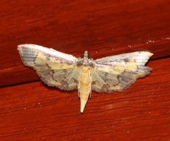 Nistra coelatalis