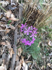 Phlox pilosa
