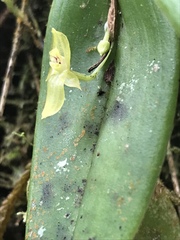 Pleurothallis conicostigma