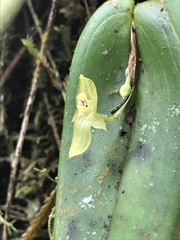 Pleurothallis conicostigma