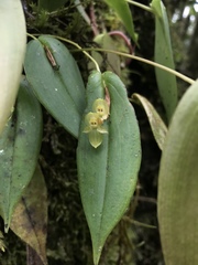Pleurothallis conicostigma
