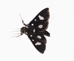 Bocchoris