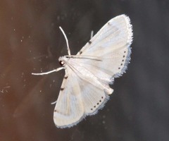 Cataclysta angulata