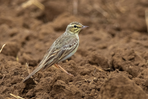 Bisbita campestre (Anthus campestris)