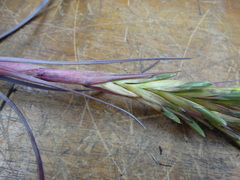 Tillandsia mazatlanensis