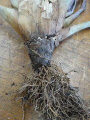 Tillandsia mazatlanensis
