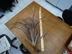 Tillandsia mazatlanensis