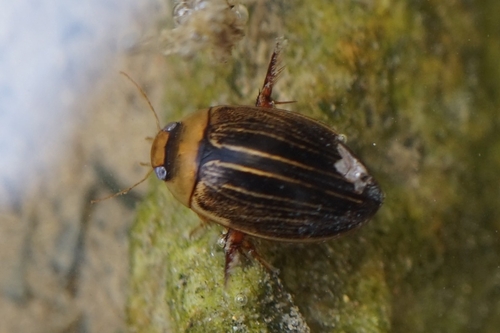 Hydaticus grammicus