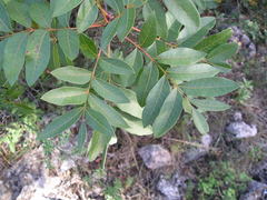 Pistacia × saportae