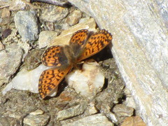 Boloria freija