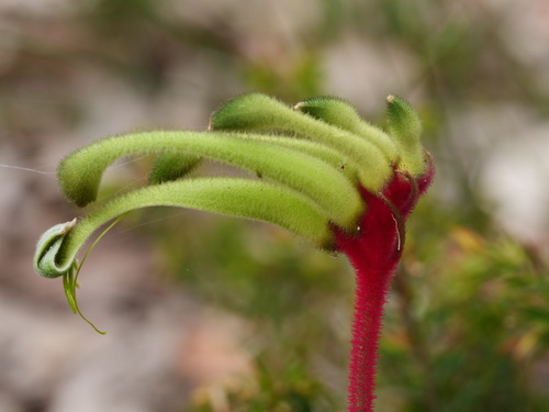 Anigozanthos bicolor Endl.