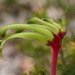Little Kangaroo Paw - Photo (c) Keith Morris, some rights reserved (CC BY-NC), uploaded by Keith Morris