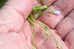 Linum bienne