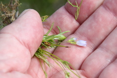 Linum bienne