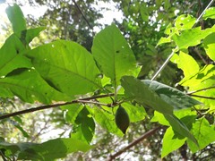 Randia armata armata