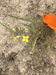 Tropidocarpum gracile