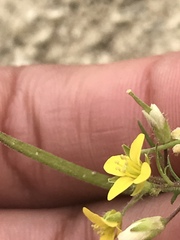 Tropidocarpum gracile