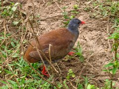 Crypturellus parvirostris