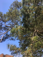 Pinus taeda