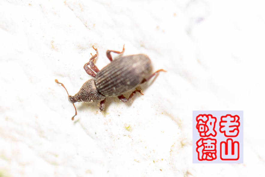 Broad-nosed Grain Weevil