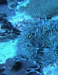 Amphiprion latezonatus