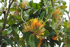 Psittacanthus plagiophyllus