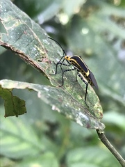 Hypselonotus linea