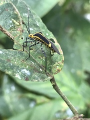 Hypselonotus linea