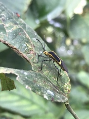 Hypselonotus linea