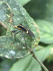 Hypselonotus linea