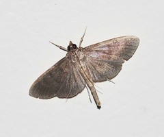 Coptobasis mesospectralis