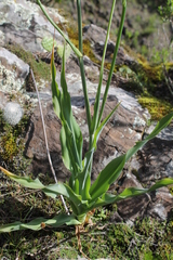 Echeandia drepanoides