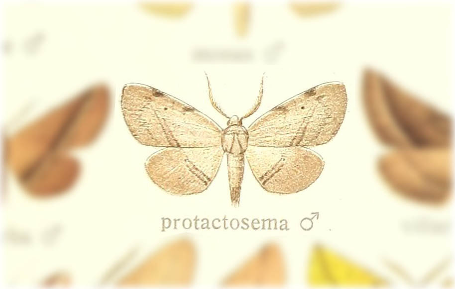 Drepanogynis protactosema