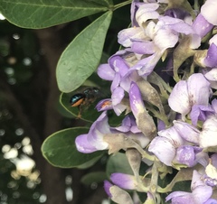 Osmia ribifloris ribifloris
