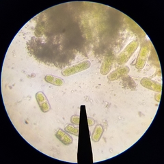 Cylindrocystis