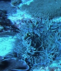 Amphiprion latezonatus